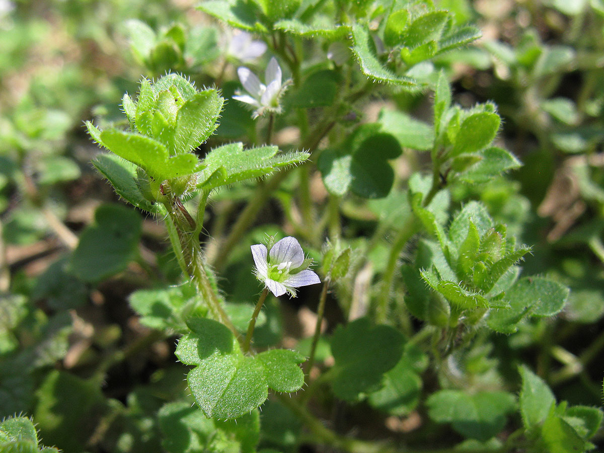 Image of Veronica sublobata specimen.