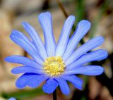 Anemone banketovii