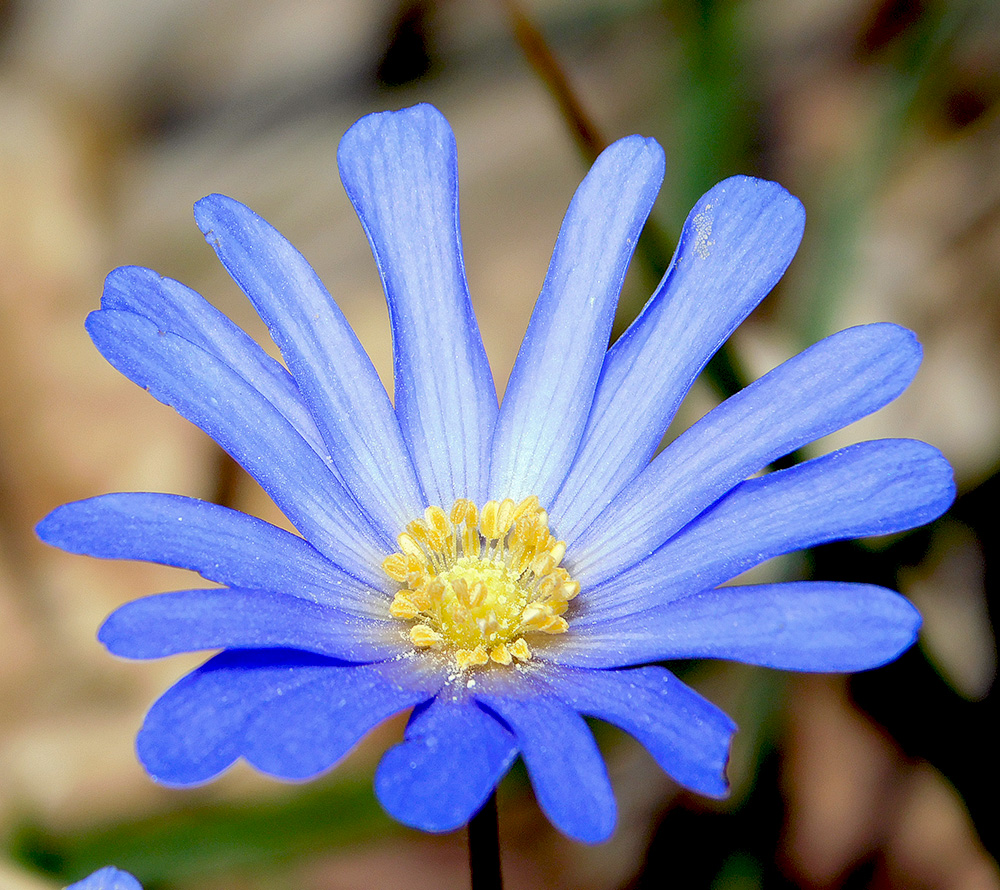 Изображение особи Anemone banketovii.