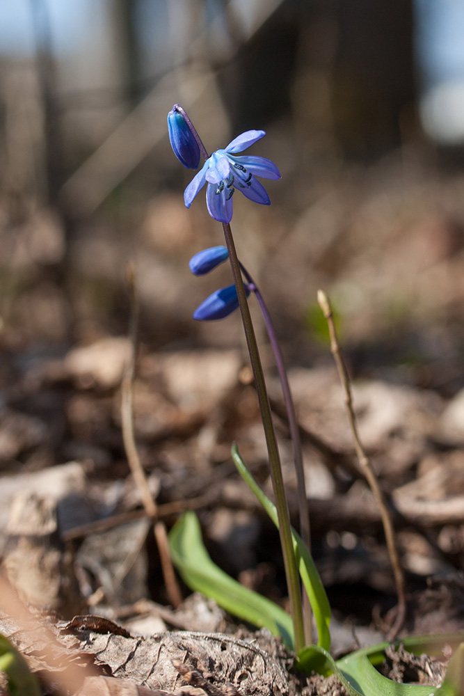 Изображение особи Scilla siberica.