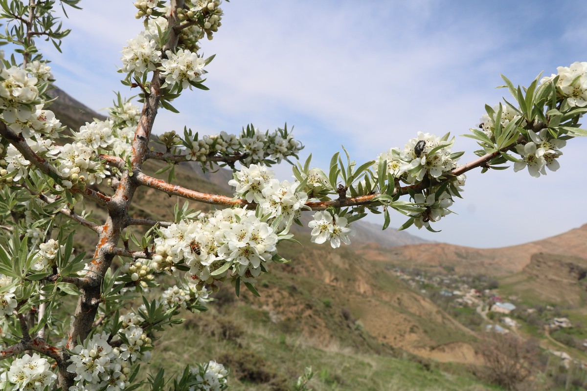 Image of Pyrus salicifolia specimen.