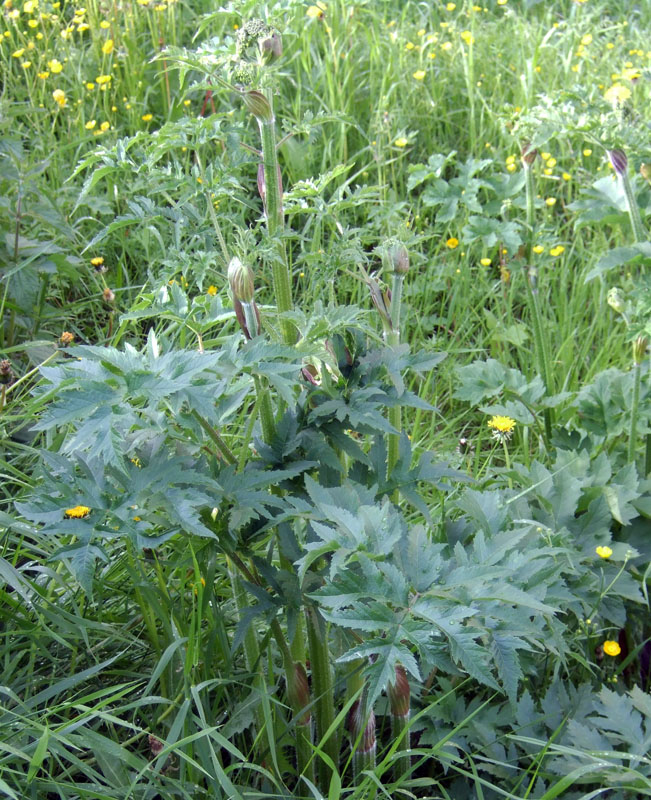 Image of genus Heracleum specimen.
