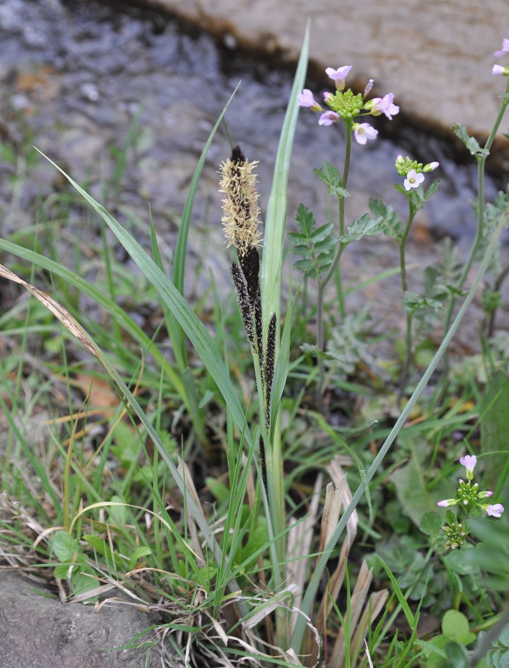 Image of genus Carex specimen.