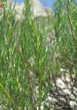 Artemisia salsoloides