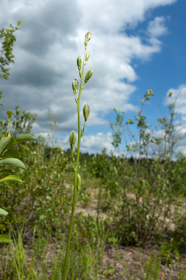 Изображение особи Campanula persicifolia.