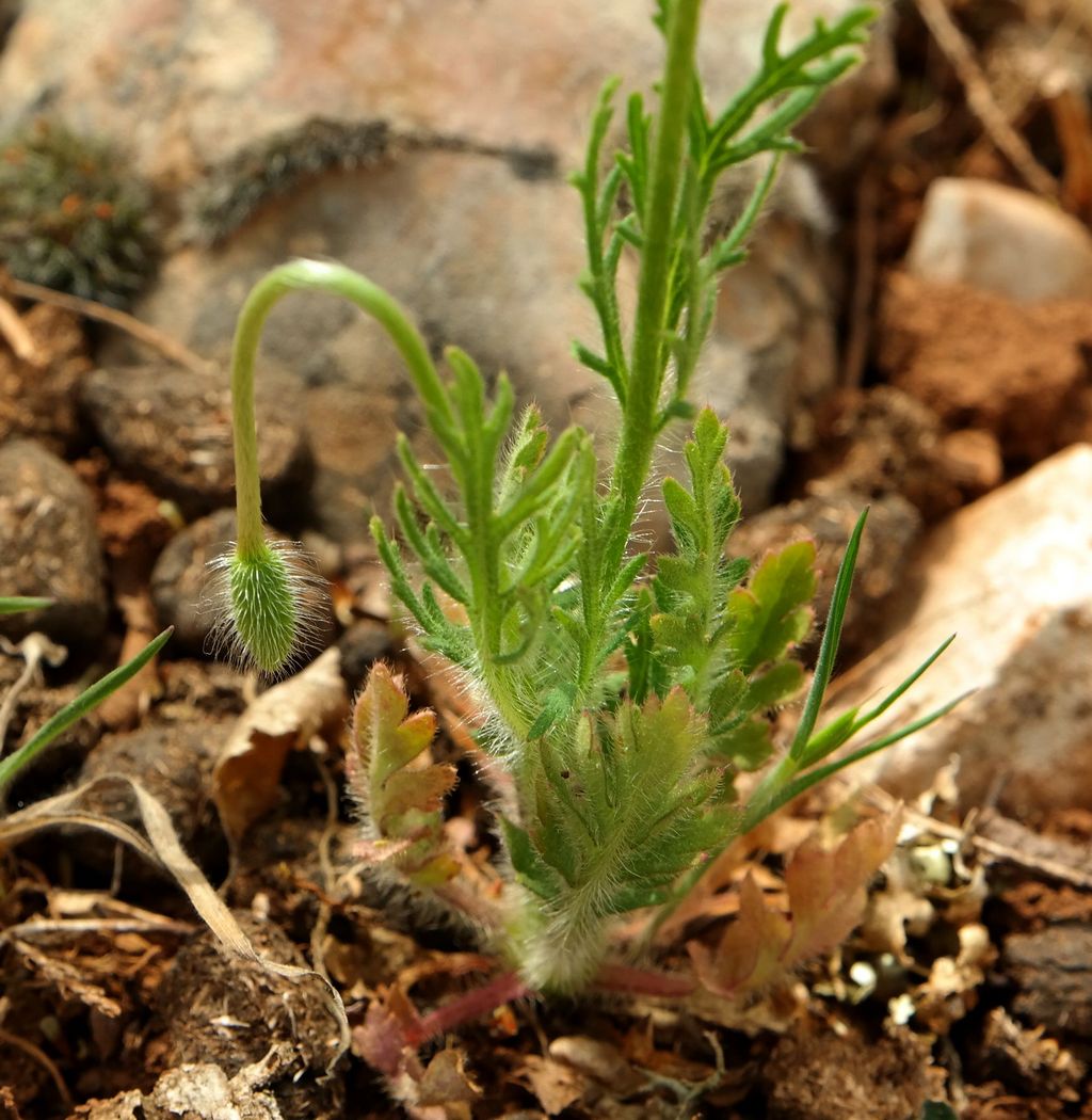 Изображение особи Papaver albiflorum.