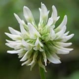 Trifolium montanum