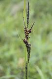 Carex aquatilis