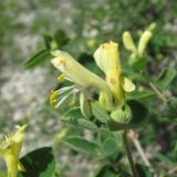Lonicera iberica. Верхушка побега с цветками. Дагестан, Левашинский р-н, окр. с. Цудахар, ок. 1200-1300 м н.у.м., известняковый склон. 11.06.2019.