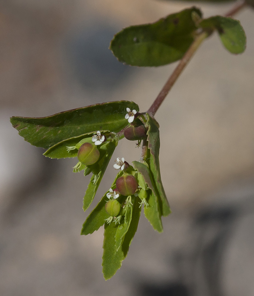 Изображение особи Euphorbia nutans.