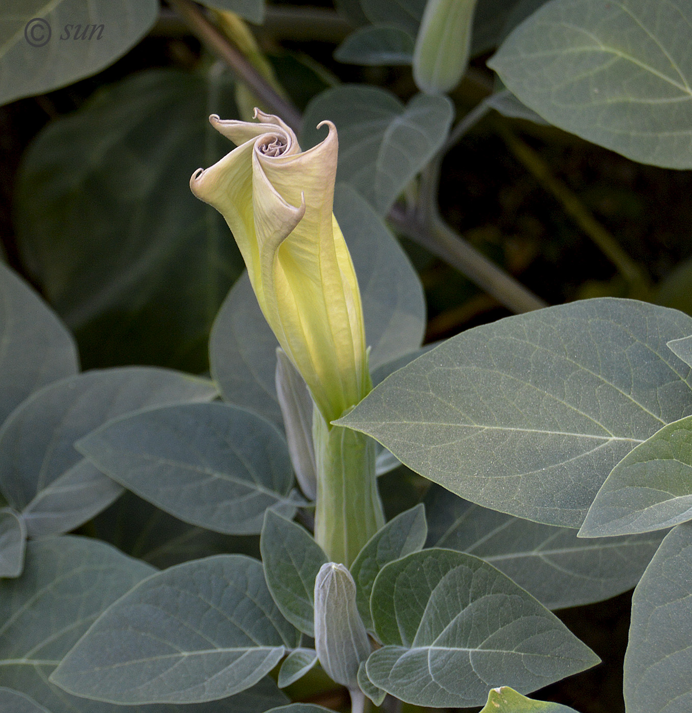 Image of Datura innoxia specimen.