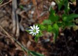 Myosoton aquaticum