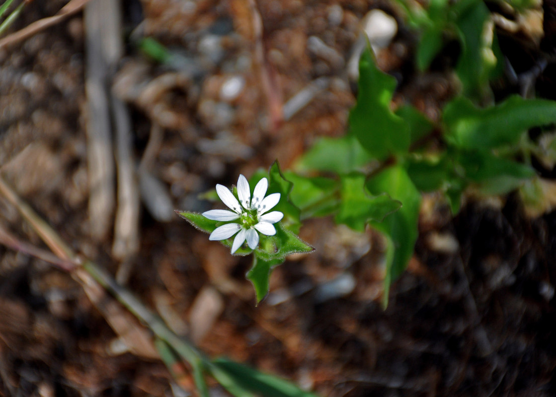 Image of Myosoton aquaticum specimen.