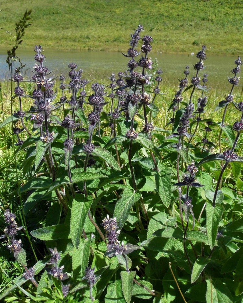 Image of Stachys balansae specimen.