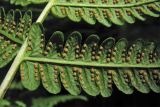 Oreopteris limbosperma. Нижняя сторона сегментов 2-го порядка с сорусами. Нидерланды, провинция Drenthe, национальный парк Drentsche Aa, окр. деревни Schipborg, дренажная канава в широколиственном лесу. 15 августа 2009 г.