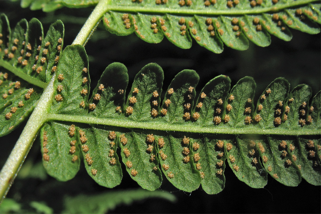 Image of Oreopteris limbosperma specimen.