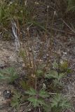 Pulsatilla tatewakii