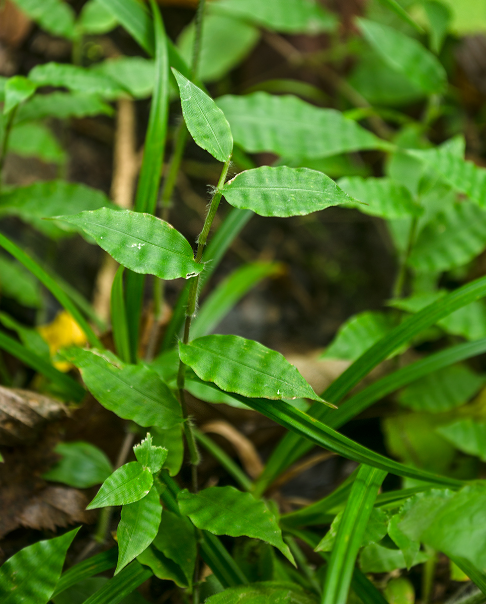 Image of Oplismenus undulatifolius specimen.