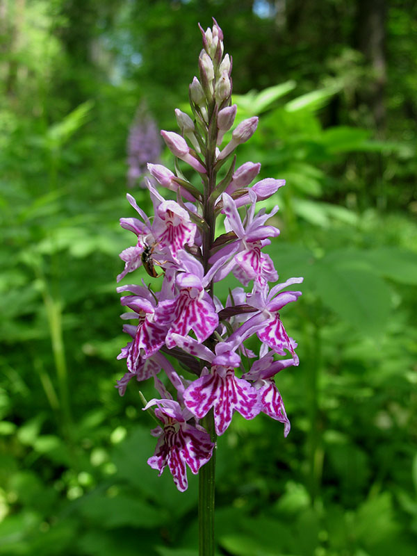 Изображение особи Dactylorhiza fuchsii.