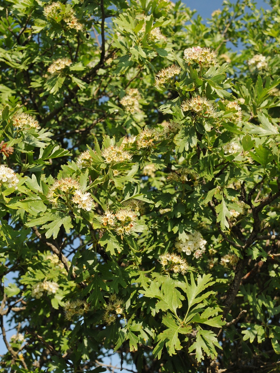 Изображение особи Crataegus pontica.