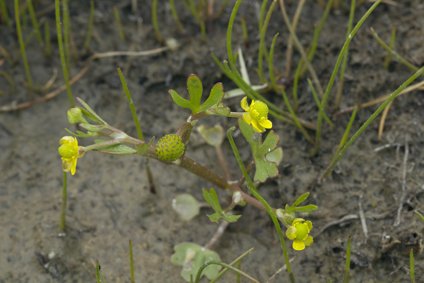 Image of Ranunculus hyperboreus specimen.