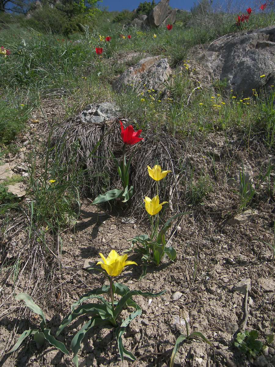 Image of Tulipa sosnowskyi specimen.