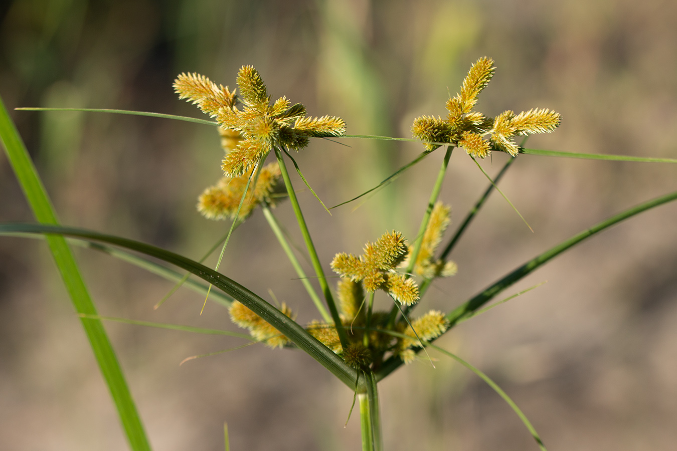 Изображение особи Cyperus glomeratus.