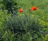 Papaver setiferum
