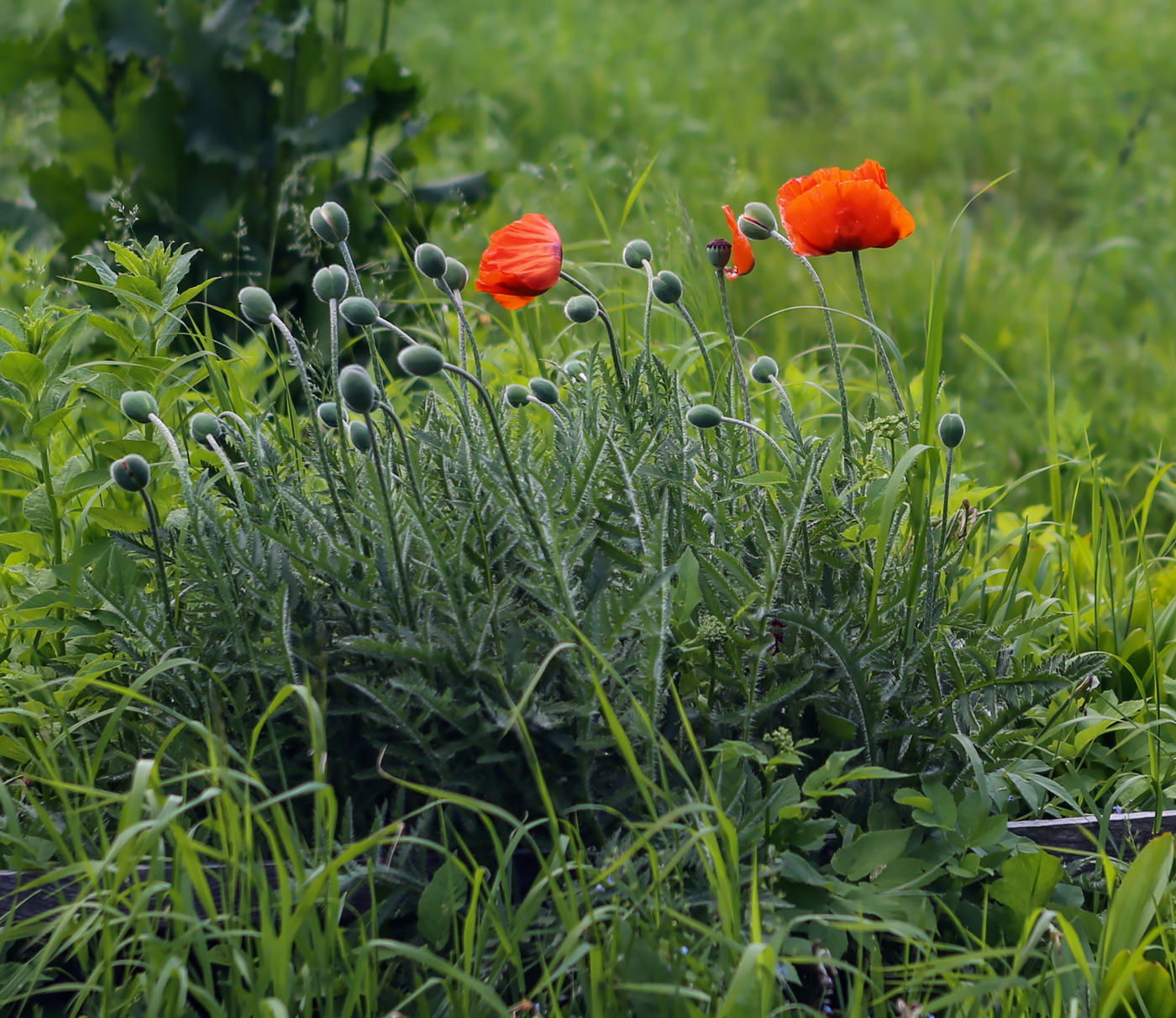 Изображение особи Papaver setiferum.