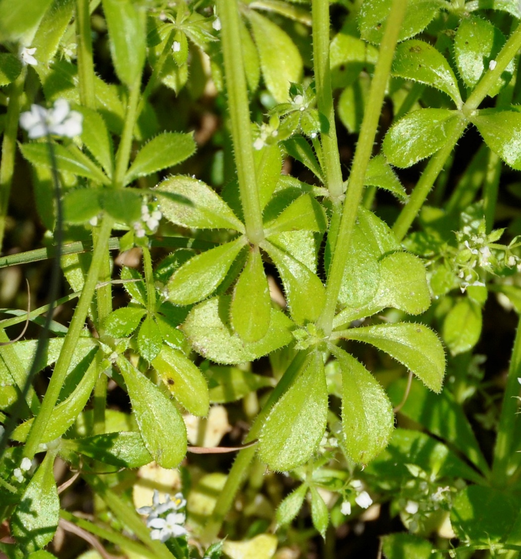 Изображение особи Galium pisiferum.