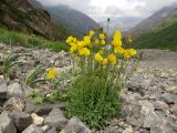 Papaver croceum. Цветущее растение на каменистой россыпи (слева - зацветающие особи Allium carolinianum). Казахстан, Туркестанская обл., Толебийский р-н, территория Сайрам-Угамского национального парка; Угамский хр., верховья р. Сайрам-Су, ≈ 2500 м н.у.м. 03.07.2019.