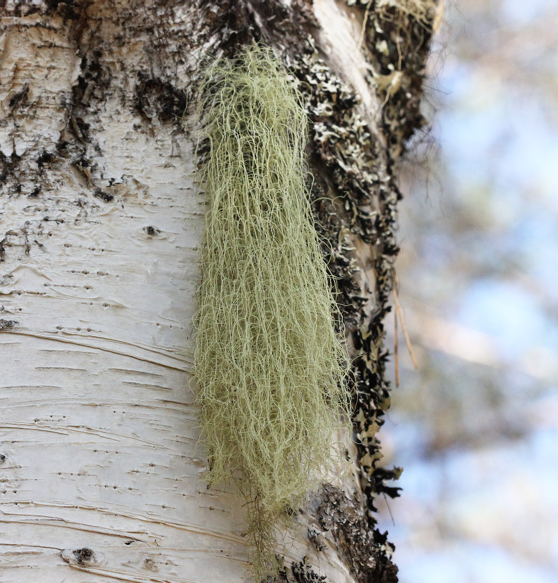 Image of genus Usnea specimen.