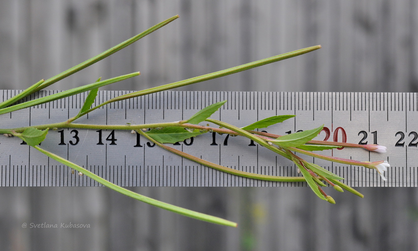 Image of Epilobium pseudorubescens specimen.