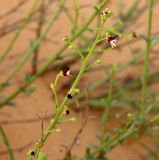 Scrophularia hypericifolia. Часть соцветия. Израиль, у южной окраины Ашдода, пески. 10.03.2020.