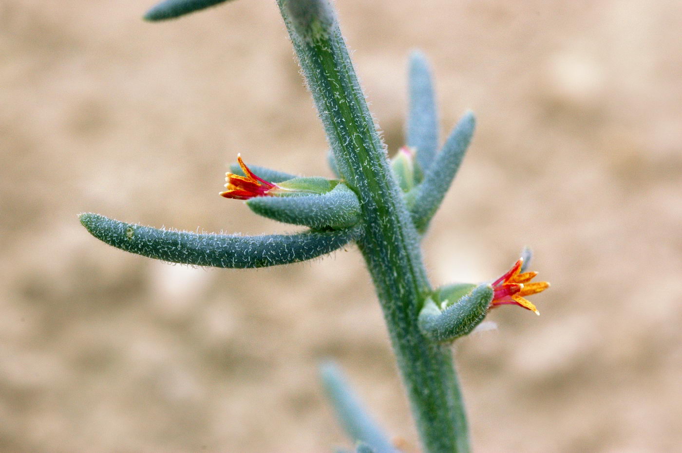 Image of genus Salsola specimen.