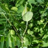 Lonicera caprifolium