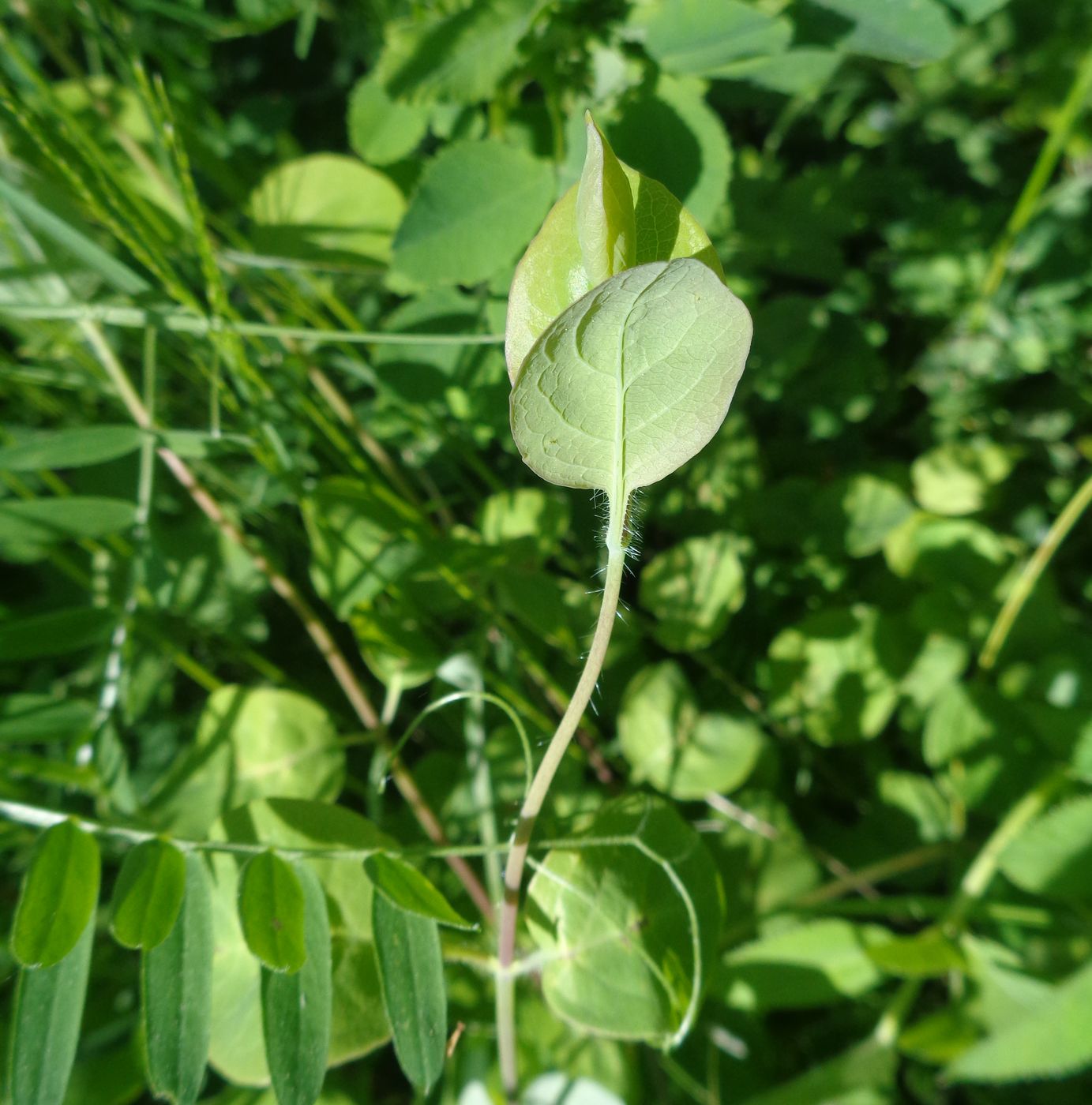Image of Lonicera caprifolium specimen.
