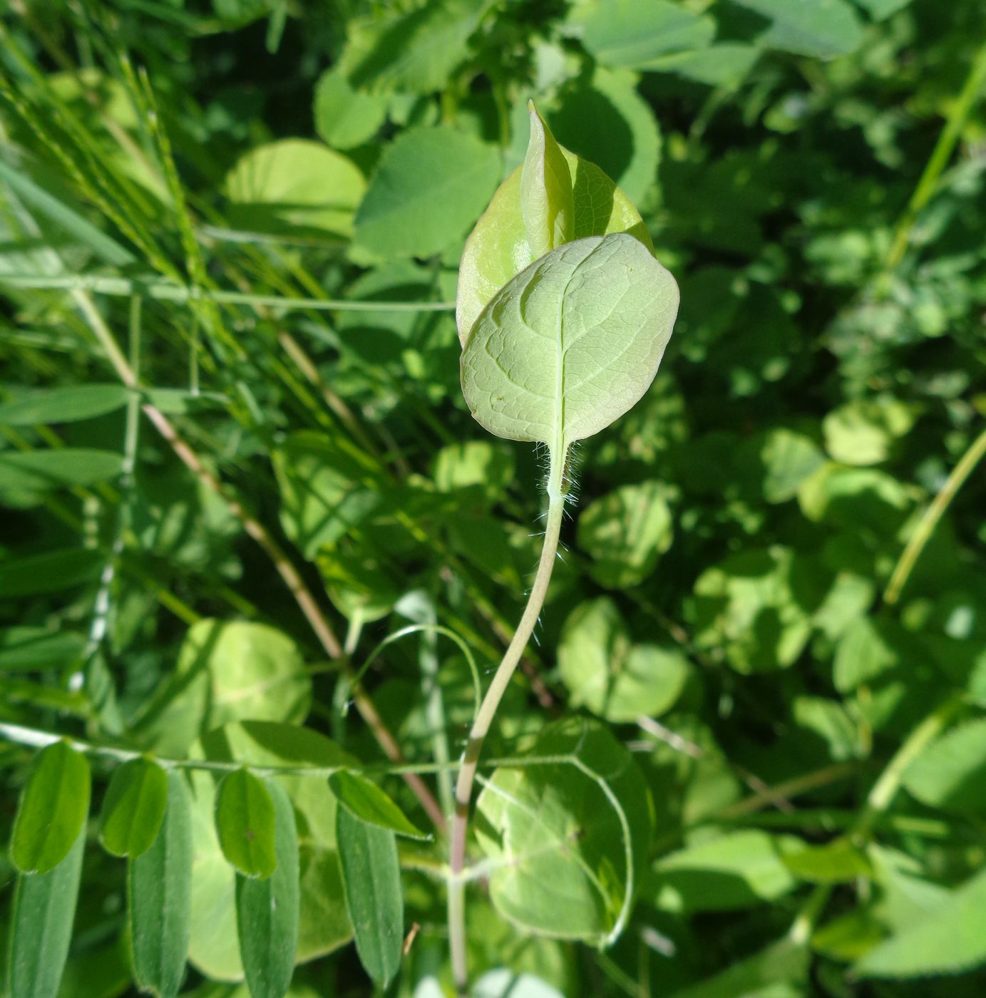 Изображение особи Lonicera caprifolium.