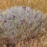 Allium junceum