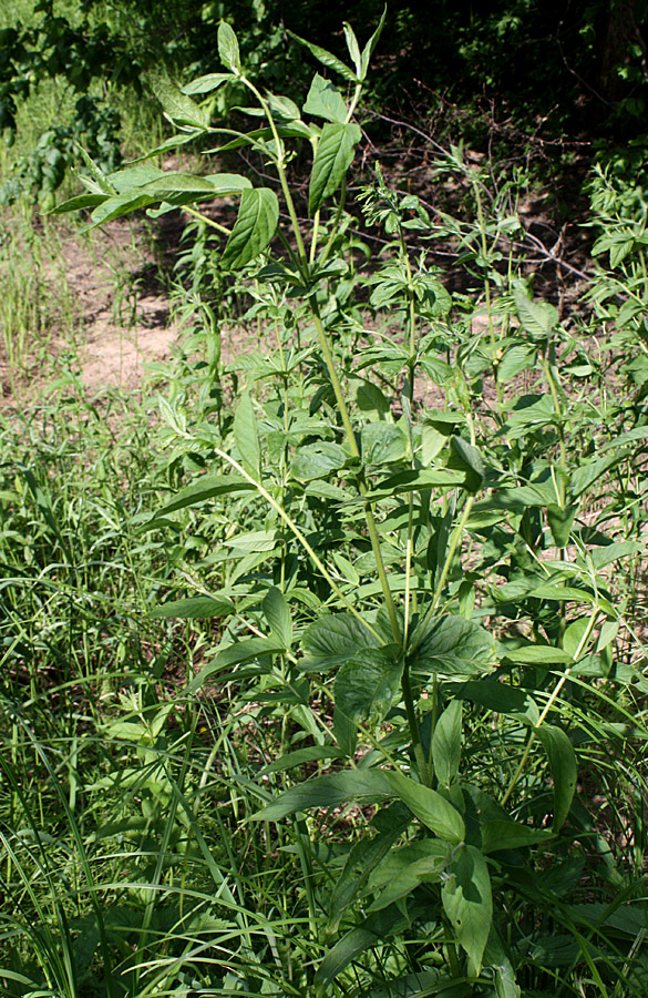 Image of Lysimachia vulgaris specimen.