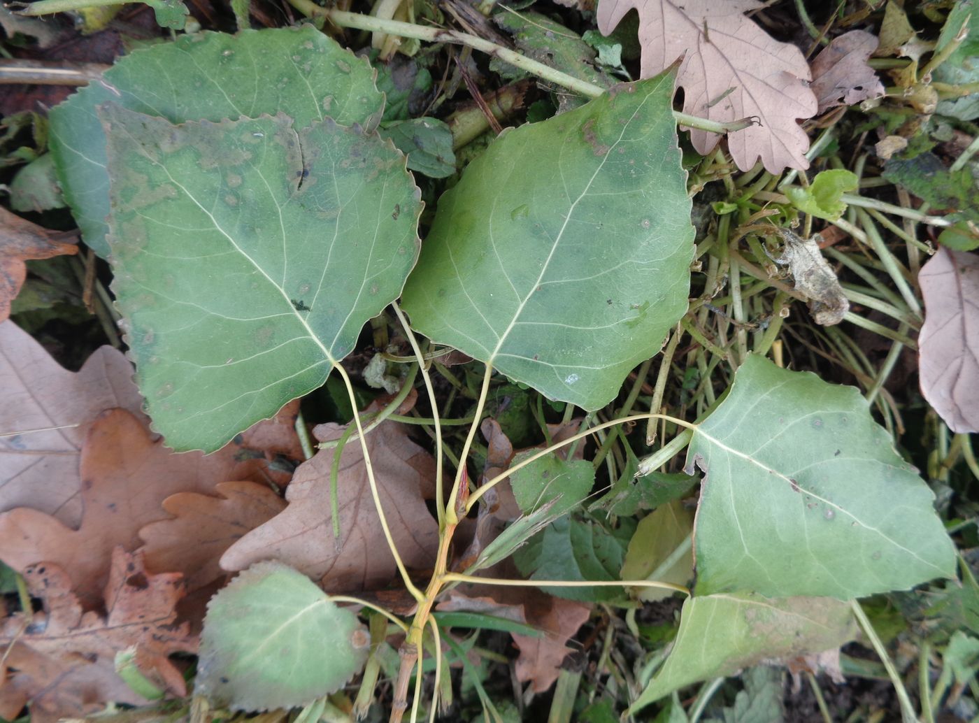 Изображение особи Populus &times; canadensis.