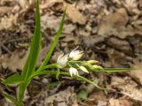 Cephalanthera longifolia