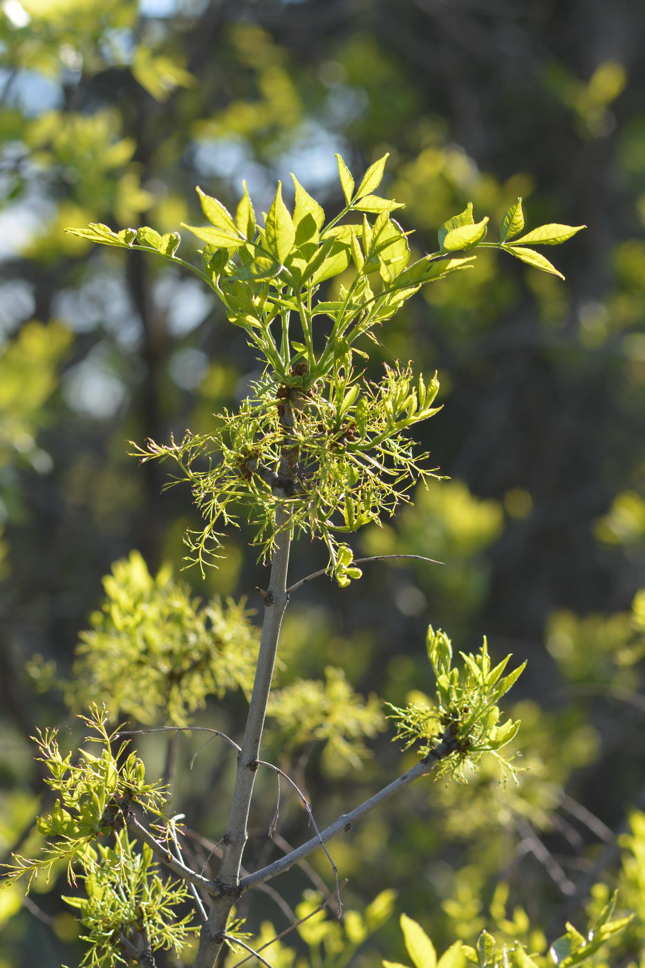 Изображение особи Fraxinus pennsylvanica.