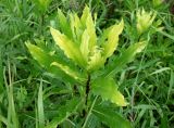 genus Cirsium. Верхушка вегетирующего побега. Хабаровский край, пгт Ванино, южная окраина, обочина дороги. 19.07.2019.