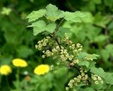 Ribes rubrum