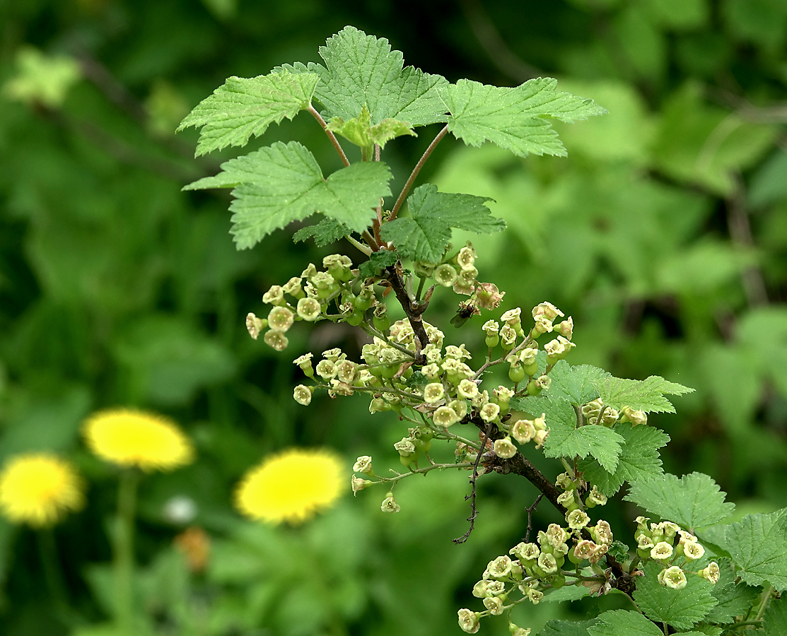 Изображение особи Ribes rubrum.