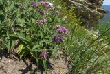 Phlomis majkopensis