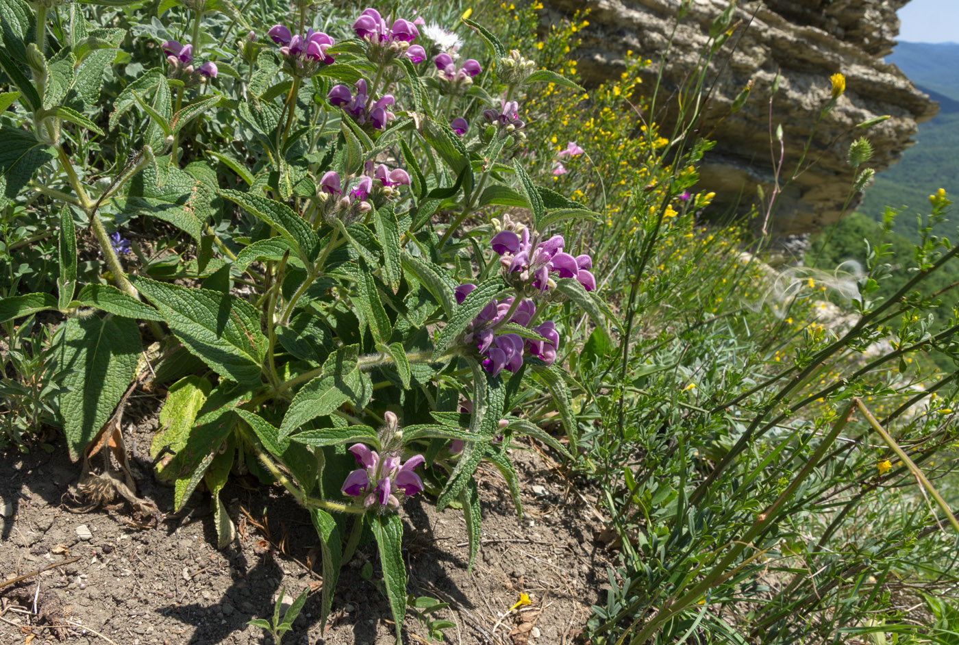 Изображение особи Phlomis majkopensis.