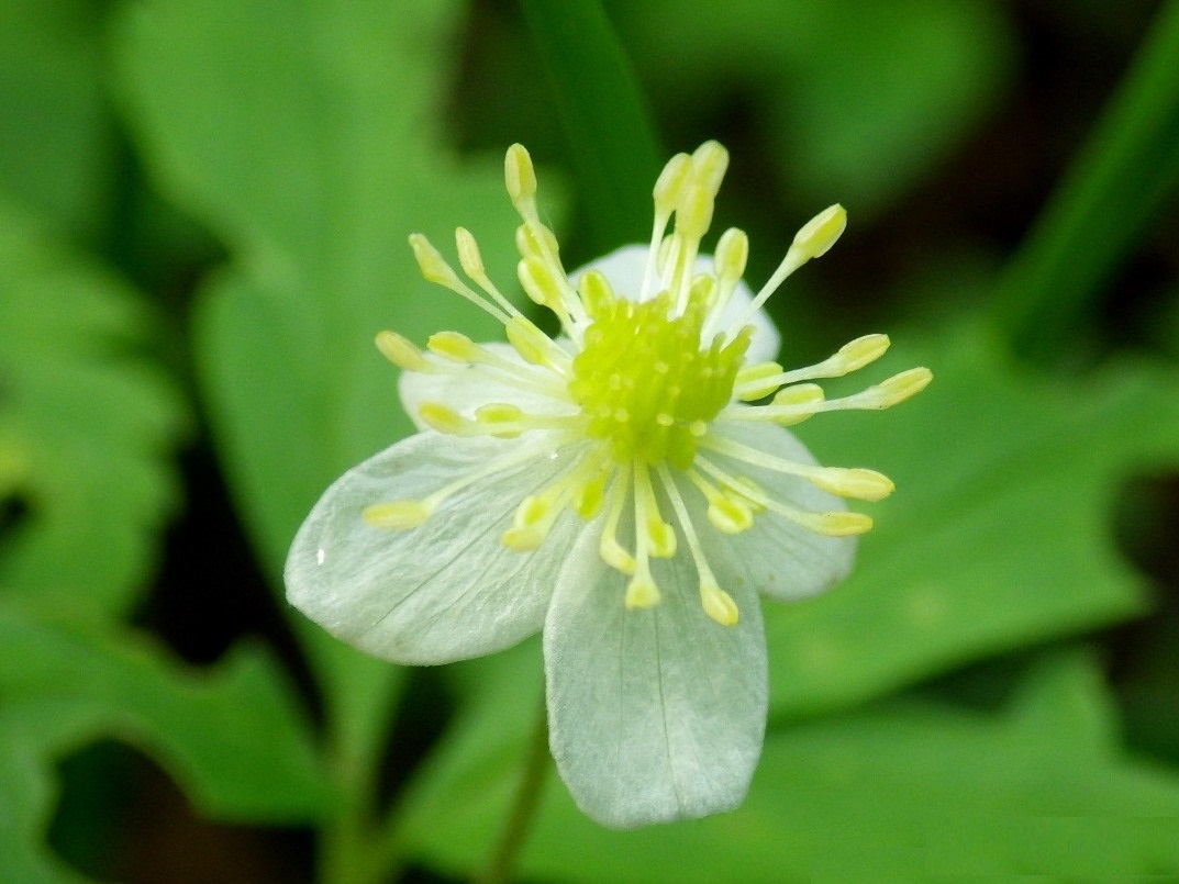 Изображение особи Anemone osinovskiensis.