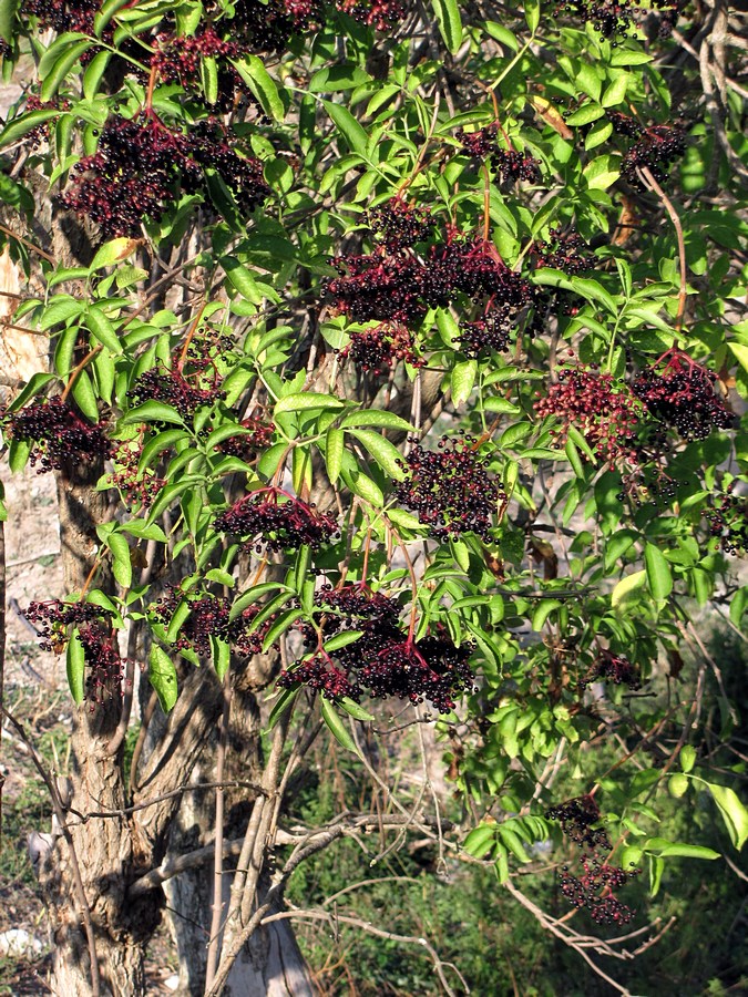 Image of Sambucus nigra specimen.